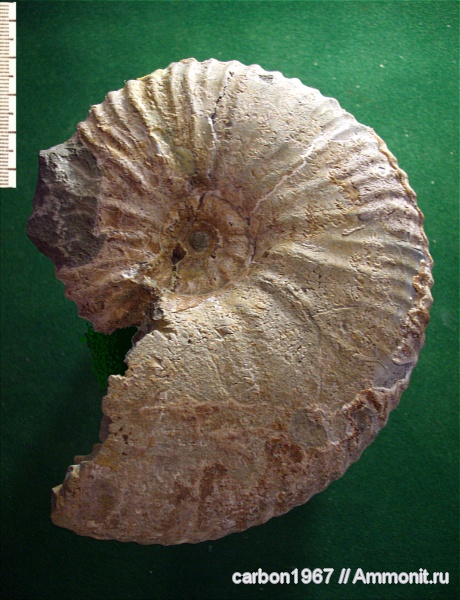мел, Acanthohoplites, Cretaceous