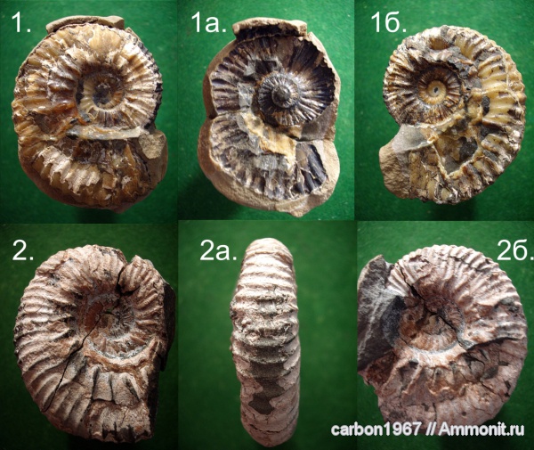 аммониты, мел, Ammonites, Acanthohoplites, Cretaceous