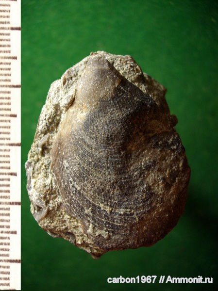 мел, двустворчатые моллюски, Cretaceous