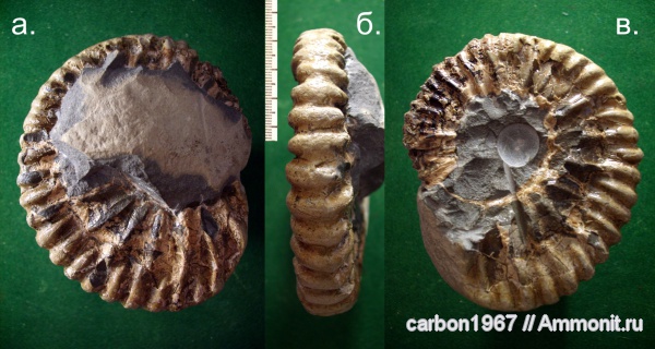 аммониты, мел, Ammonites, Colombiceras, Cretaceous