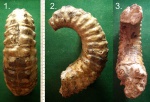 Фрагмент фрагмокона гетероморфного аммонита Ammonitoceras pavlowi.