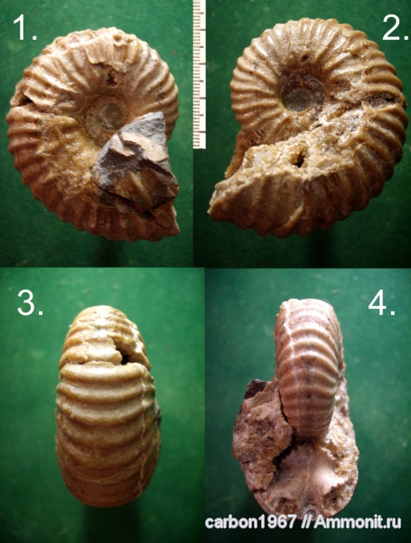 аммониты, мел, апт, Ammonites, Parahoplites, Aptian, Cretaceous