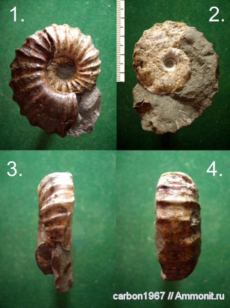аммониты, мел, апт, Ammonites, Aptian, Cretaceous
