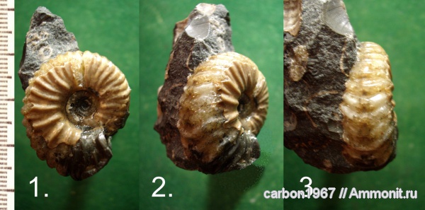 аммониты, мел, апт, Ammonites, Aptian, Cretaceous