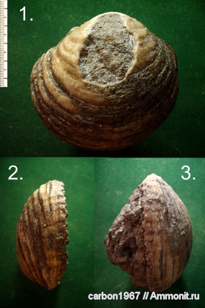 мел, двустворчатые моллюски, Sphaera, Cretaceous