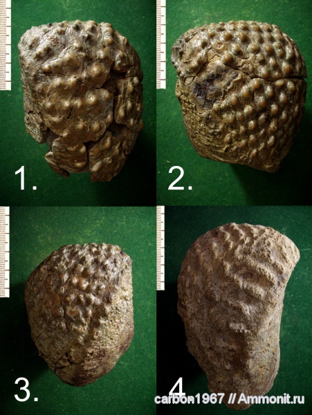 мел, двустворчатые моллюски, Trigonia, Cretaceous