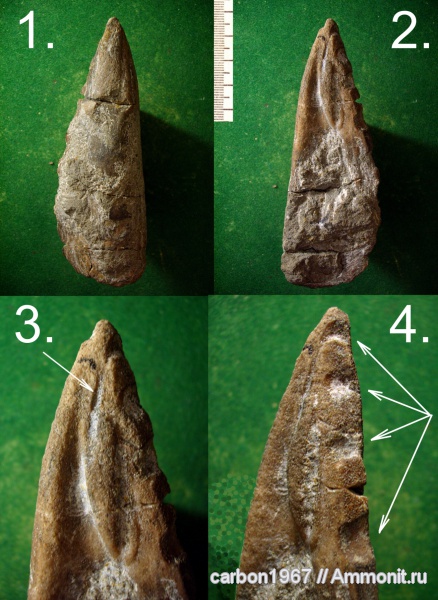 мел, двустворчатые моллюски, Gervillia, Cretaceous