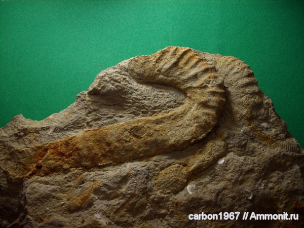 аммониты, мел, гетероморфные аммониты, Ammonites, Cretaceous, heteromorph ammonites