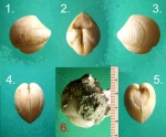 Моллюск Phacoides sp.