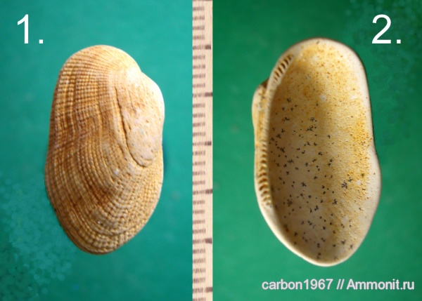 неоген, двустворчатые моллюски, Barbatia, средний миоцен