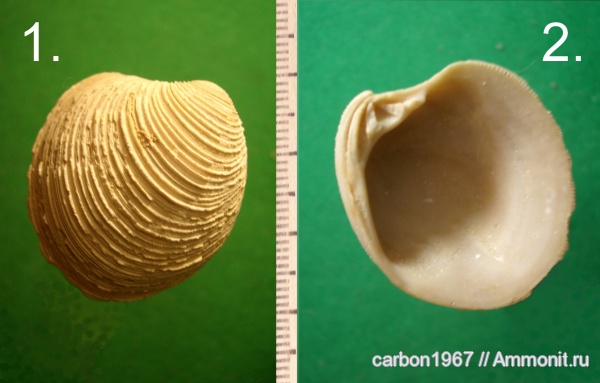 неоген, двустворчатые моллюски, Chione clausinella, средний миоцен