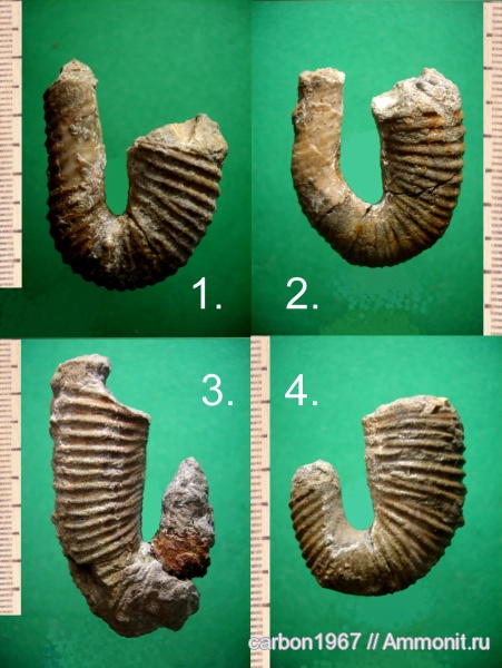 аммониты, мел, Ammonites, Hamites, Acrioceras furcatum, Cretaceous