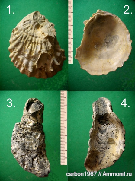 неоген, двустворчатые моллюски, Ostrea, средний миоцен