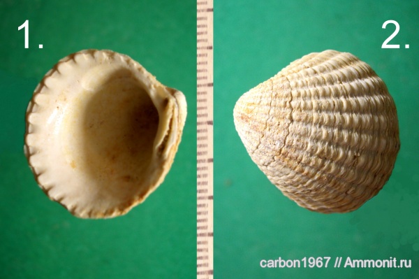 неоген, двустворчатые моллюски, Plicatum jammense, средний миоцен