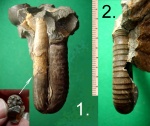 Гетероморф из апта Ptychjceras puzosianum (?).