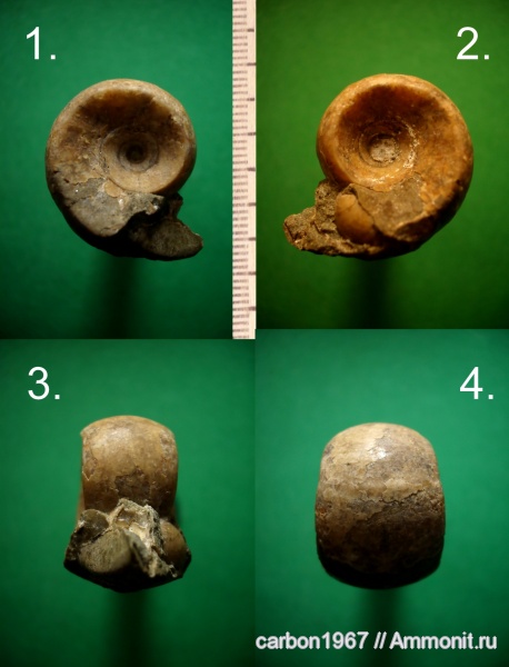аммониты, мел, Ammonites, Jaubertella latericarinata, Cretaceous