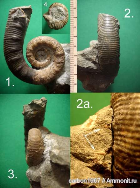 аммониты, мел, гетероморфные аммониты, Ammonites, Acrioceras, Cretaceous, heteromorph ammonites