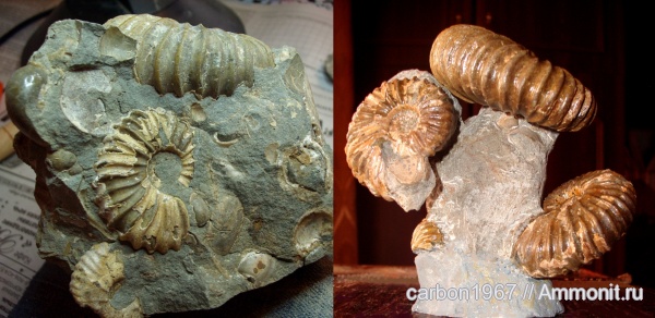 аммониты, мел, препарирование, Ammonites, Parahoplites, Cretaceous