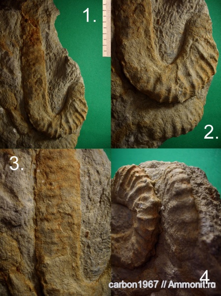 аммониты, мел, Ammonites, Anisoceras perarmatum, Cretaceous