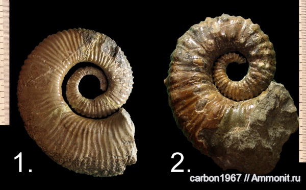аммониты, мел, гетероморфные аммониты, Ammonitoceras, Ammonites, Cretaceous, heteromorph ammonites