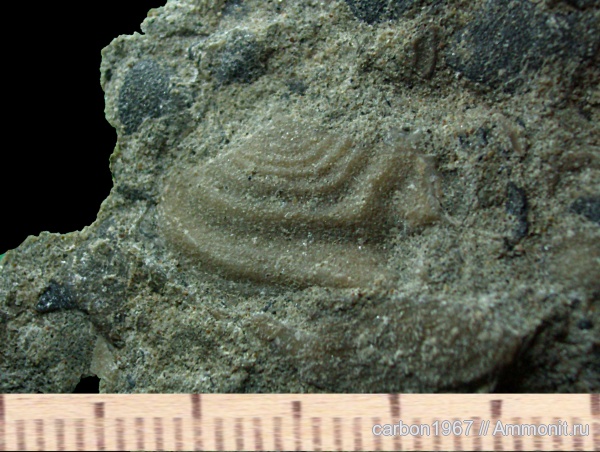 аммониты, мел, Ammonites, Lamellaptychus, Cretaceous