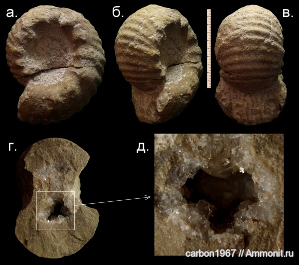 аммониты, юра, Erymnoceras, Ammonites, Jurassic