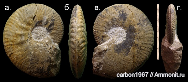 аммониты, юра, Sublunuloceras, Hecticoceratinae, Ammonites, Jurassic