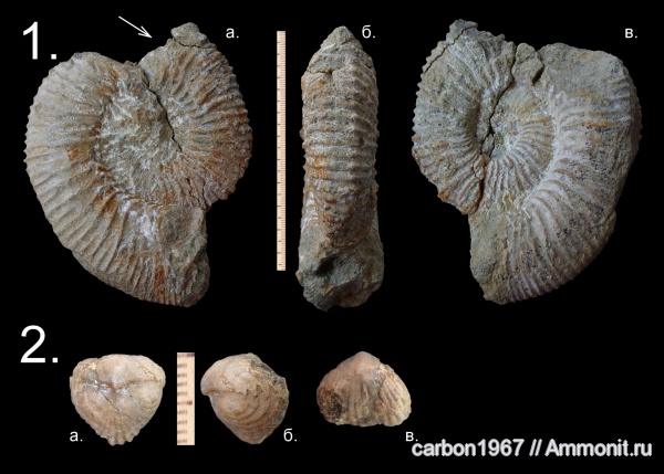аммониты, брахиоподы, юра, Kosmoceras, Ammonites, Orbiculoidea maeotis, Jurassic