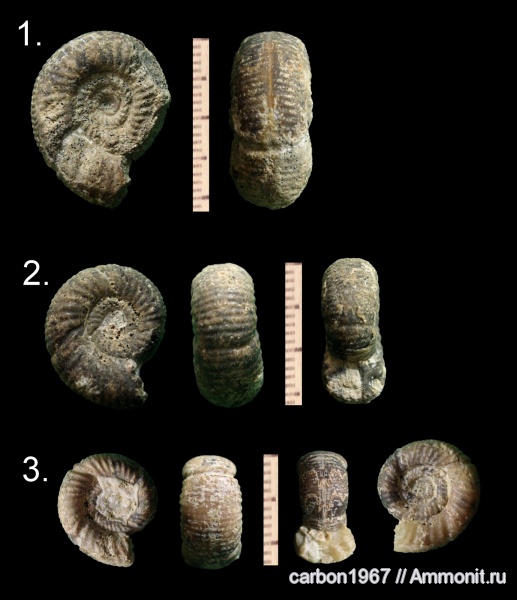 аммониты, юра, Choffatia, Alligaticeras, Ammonites, Jurassic