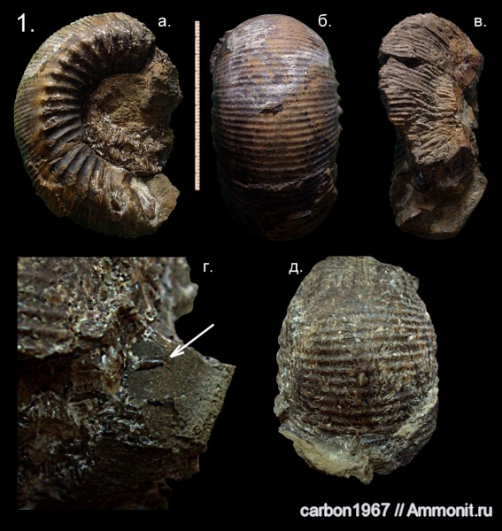аммониты, юра, Stephanoceras, Ammonites, Jurassic