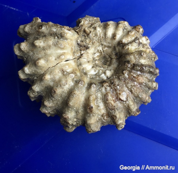 аммониты, мел, головоногие моллюски, Грузия, Douvilleiceras, Douvilleiceratidae