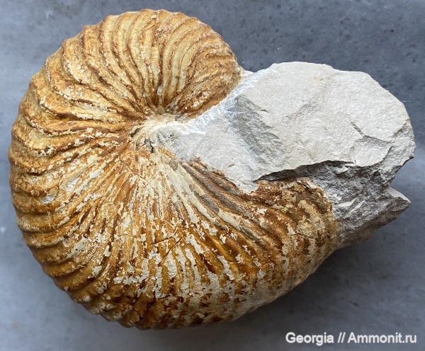мел, наутилусы, Грузия, Cymatoceras, верхний баррем, барремский ярус, Cymatoceras neocomiensis