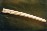 Верхняя челюсть дельфина (фрагмент)