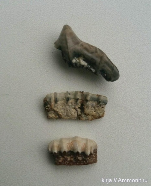 карбон, зубы рыб, Eugeneodontiformes, Campodus