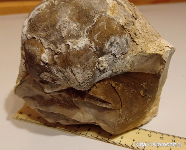 брахиоподы, продуктиды, Gigantoproductus