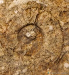 Domatoceras маленький