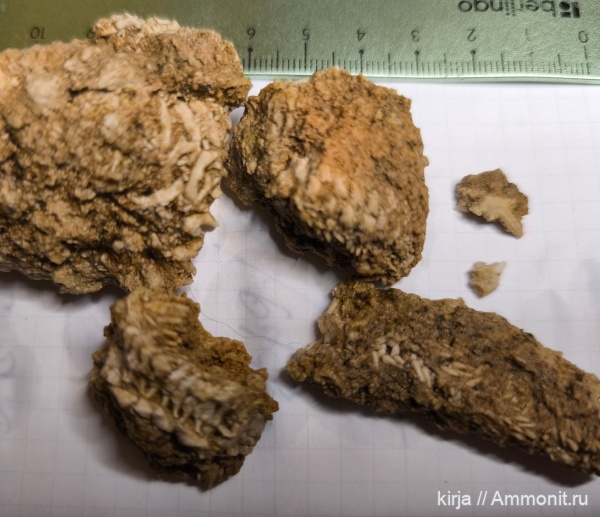 карбон, морские звезды