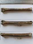 Плюсневая кость сайгака