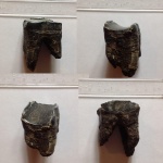 Зуб носорога