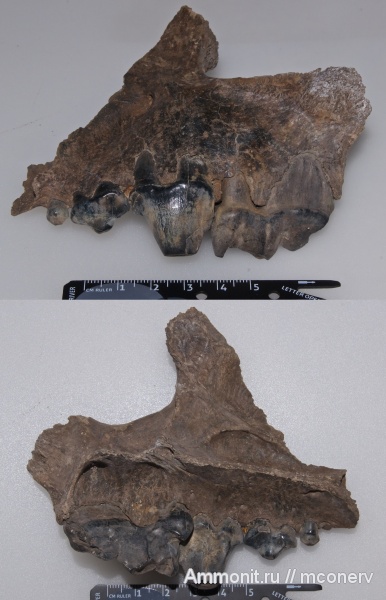 млекопитающие, плейстоцен, Crocuta crocuta spelaea, Crocuta