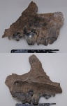 Фрагмент верхней челюсти пещерной гиены