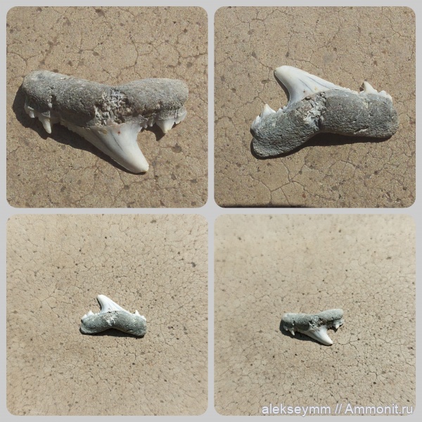 акулы, Mennerotodus, Paleogene