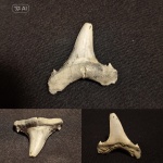 Borealotodus borealis