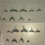 Jaekelotodus trigonalis