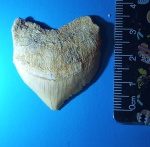 Большой зуб акулы  Squalicorax pristodontus