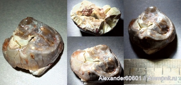 палеонтология, США, олигоцен, Южная Дакота, Archaeotherium, Cetancodontamorpha