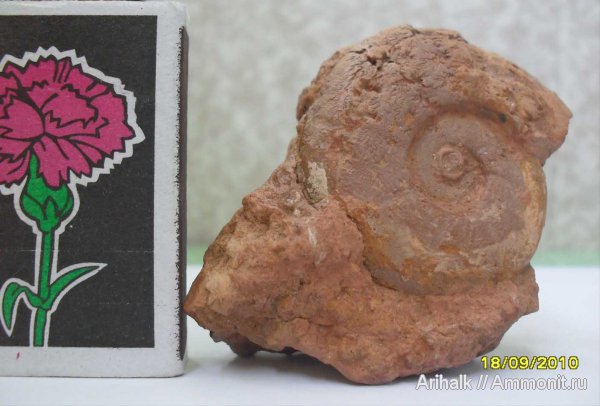 аммониты, Крым, баррем, нижний баррем, Ammonites