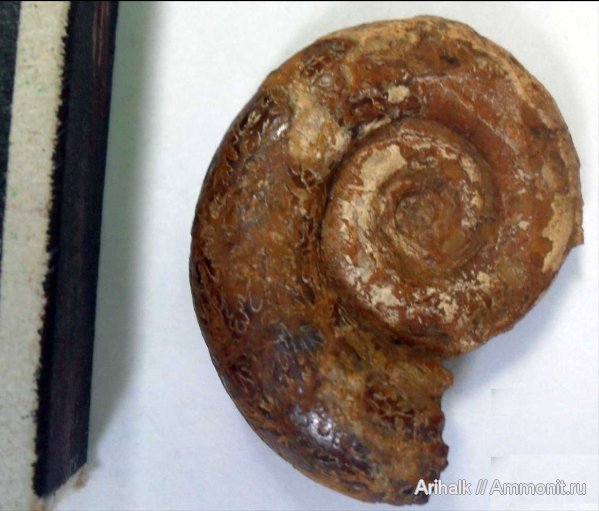 аммониты, Крым, баррем, нижний баррем, Ammonites