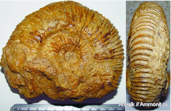 аммониты, головоногие моллюски, Speetoniceras, Крым, готерив, Ammonites, верхний готерив, Hauterivian