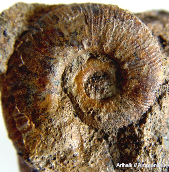 аммониты, головоногие моллюски, Крым, баррем, нижний баррем, Ammonites